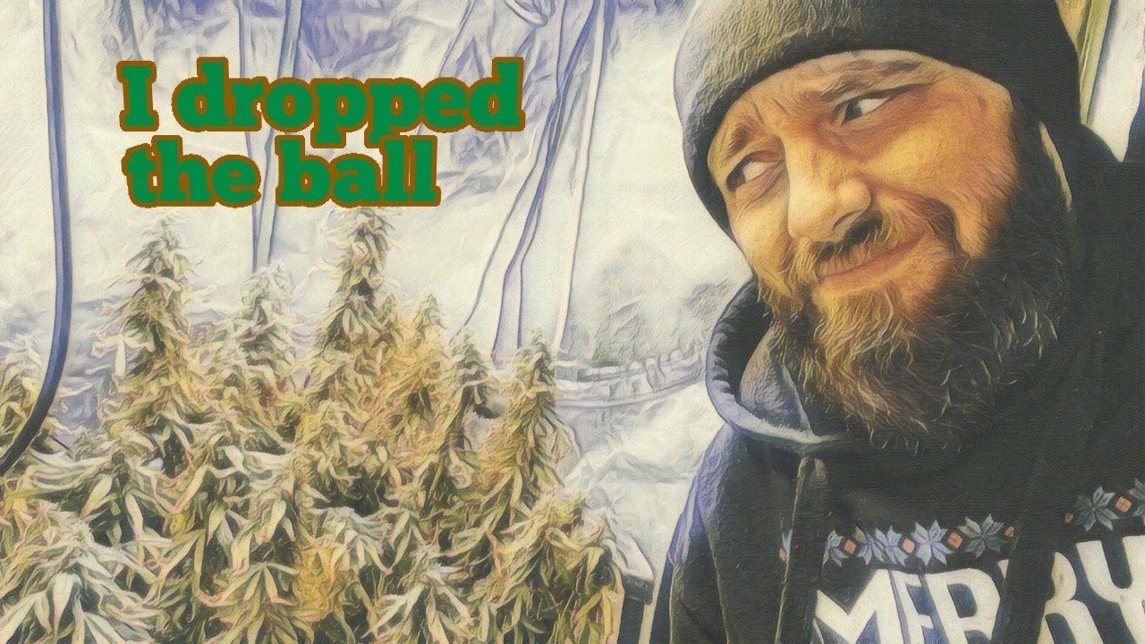 DWC autoflower update.  I dropped the ball 😞