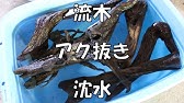 Gex流木 アク抜き作業 Youtube