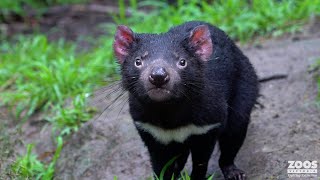 Tasmanian Devils have a soft side screenshot 4