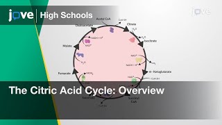 The Citric Acid Cycle: Overview | Cell Bio | Video Textbooks - Preview