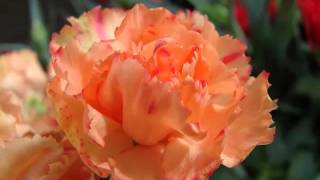 Carnation Orange | Collection Of Pictures Of Flowers