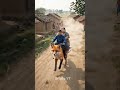 Riding fox on the village very fun