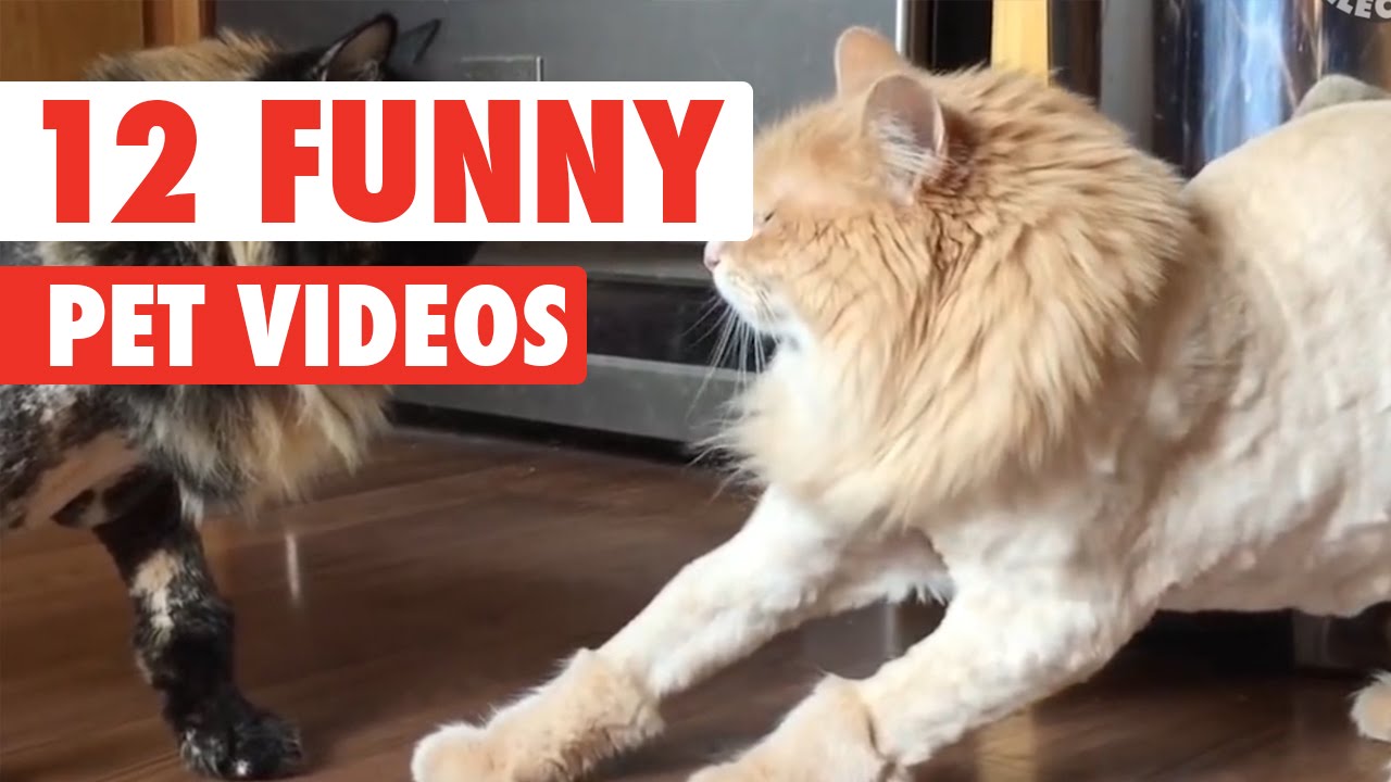 12 Funny Pet Videos Compilation 2016