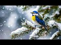 Healing Piano with Birds 🌼 Calm Music for Focus and Emotional Recovery