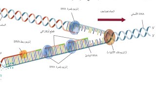 تضاعف DNA / احياء ثاني ثانوي مسارات الفصل الدراسي الثالث