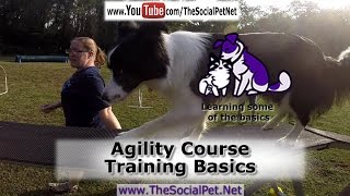 Agility Course Training Basics
