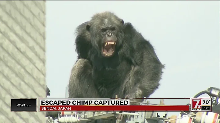 Chimp flees zoo, caught after falling from power pole