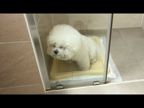 I pooped at the same time as a dog… Is this real bonding? 😂💩