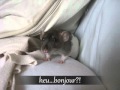 Le rat un animal fait pour tre aimer