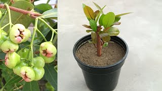 How to grow water apple plant from cutting || Grow plant from cutting . Grow easily at home