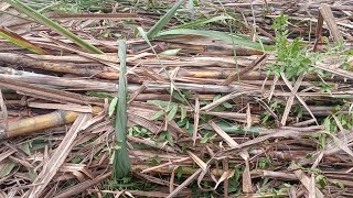 tebang tebu nyantai tapi cepat