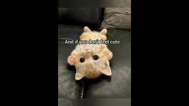 Send this to someone cute #cat #funny #fyp #meme #georgieebom