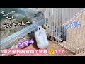 【メス4匹の命名式】おかげさまでメスハムスター達のお名前が決定しました!