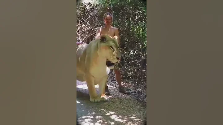 Giant liger (dad lion + mom tiger) - DayDayNews