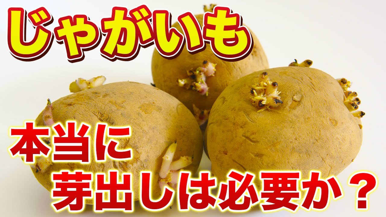 Potato cultivation] Is it really necessary to sprout the potatoes