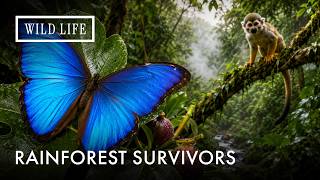 Fig Wasps, Blue Morphos & the Web of Life | Patrick Aryee's Wild World | Episode 4