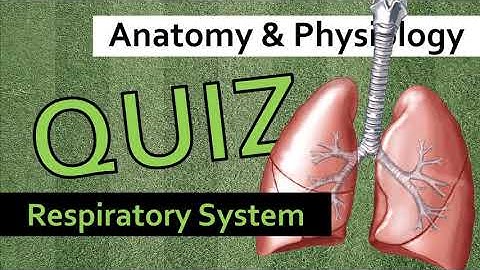 QUIZ: Respiratory System | Anatomy & Physiology