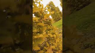 Kontrolle bis zur letzten Millisekunde Präzision oder Chaos .#FPVDrone #FPVAdrenaline #DJIAvata2