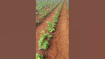 Crop Support Net For Cucumber Contact Number +91  7600326059