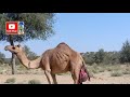 Rare Video Of Camel | Placenta | Animals Placenta | Camel Placenta | مشيمة الحيوان | पशु का नाल