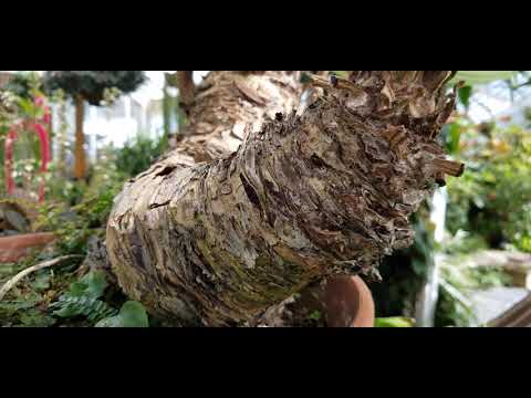 Video: Zamia - Památka V Rostlinné říši