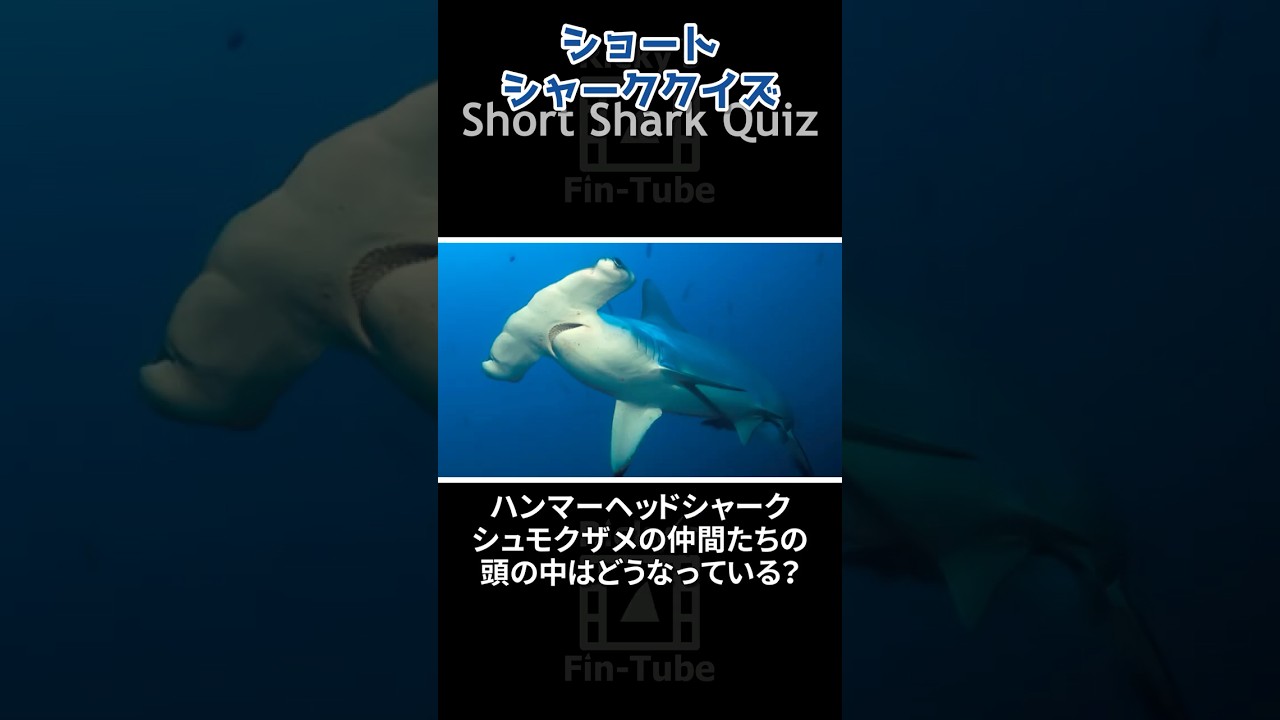 Quiz] What's inside a hammerhead shark's head? #shark #aquarium