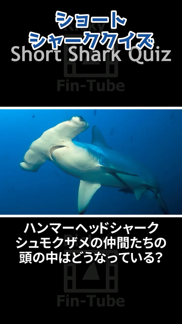 Quiz] What's inside a hammerhead shark's head? #shark #aquarium
