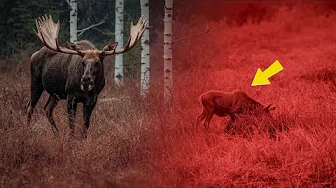 A One-Eyed Moose Faced a Rising Fence—Weeks Later, Quiet Courage Changed Everything