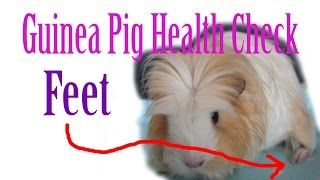 Piggie Health Check #8 ~Feet