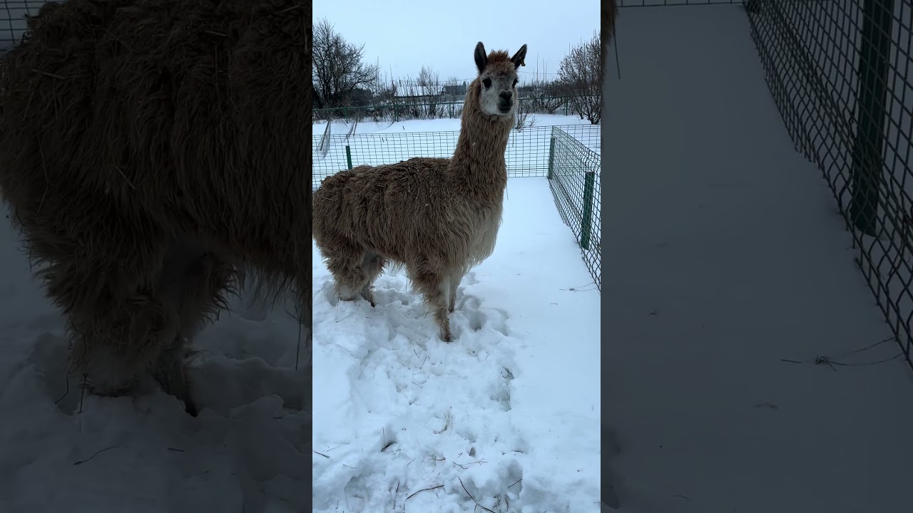 Альпака и Бублик. 
