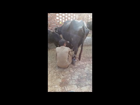 Revo Ki Mama Revo Ko Dhoodh Pila Ri Hyn