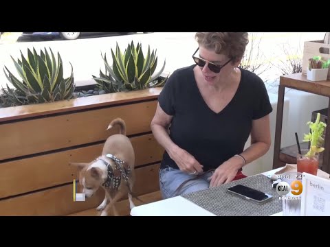 Dog Friendly Menu's in Long Beach