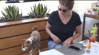 Dog Friendly Menu's in Long Beach Details