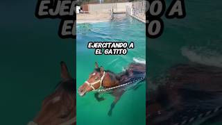 Ejercitando a El Gatito #ranchlife #caballos #caballosdecarreras