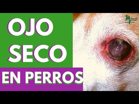 Video: Ojo Seco Para Perros - Tratamientos Para Ojos Secos En Perros