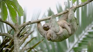 Brown-throated Sloth with Baby Climbing Down Tree - Costa Rica 4K Wildlife Footage