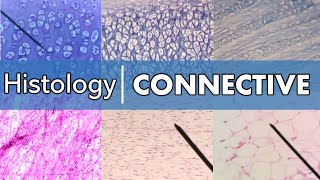Histology | Connective Tissue