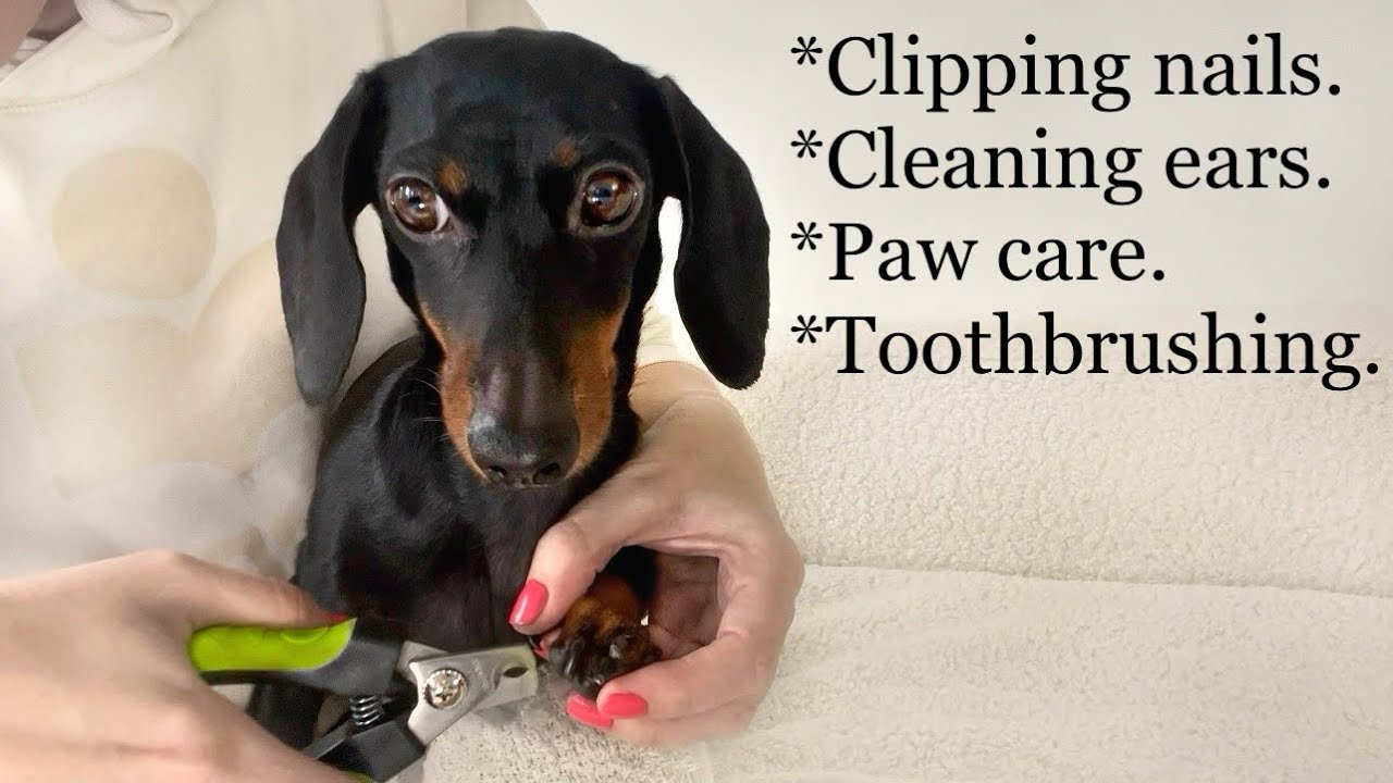 Care of our Dachshunds. Clipping nails, brushing teeth, etc. YouTube