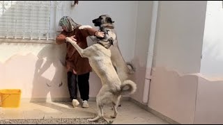 Kangal Welpen beißen mich heute Morgen Alanya Antalya, Türkei, 19. Mai 2024| Kangal Dogs