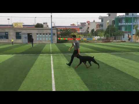 Dobermann FCI Viet Nam CUỘC TUYỂN CHỌN CHÓ DOBERMAN