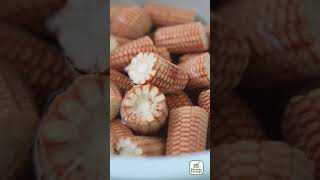 Using Moistened Corn Cobs For Seedling Cultivation Is Very Practical.