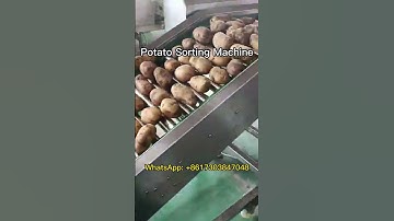 Grading Your Material With This Amazing Potato Sorting Machine