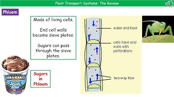 OCR Gateway A (9-1) - B2.2.4 Plant Transport Systems Summary