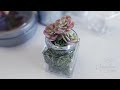 Create a Mini Succulent Magnet