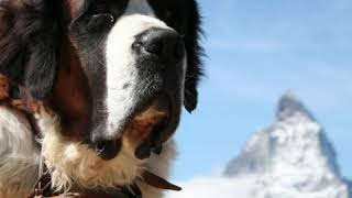 St Bernard Dog: The Story Behind the Name
