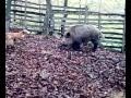 Psi u gateru , Gater Zaselje Vitez, Dogs attacking a wild boar