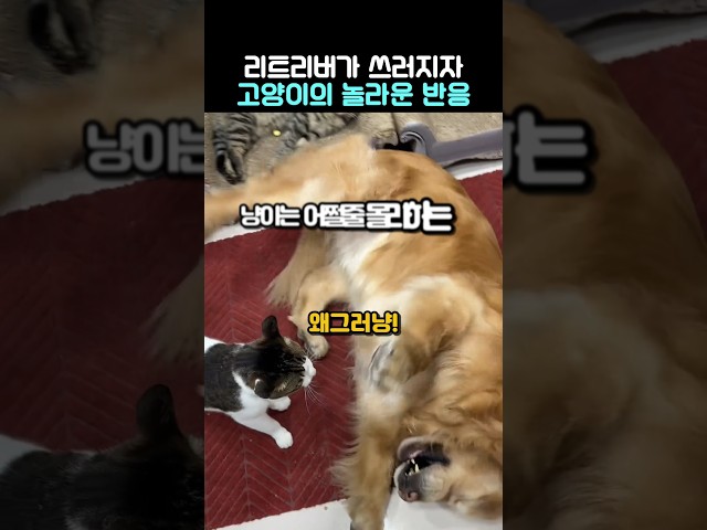 리트리버가 쓰러지가 고양이의 놀라운 반응 #감동실화