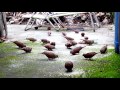 Ceva de Rolinhas, pombas do meu quintal.