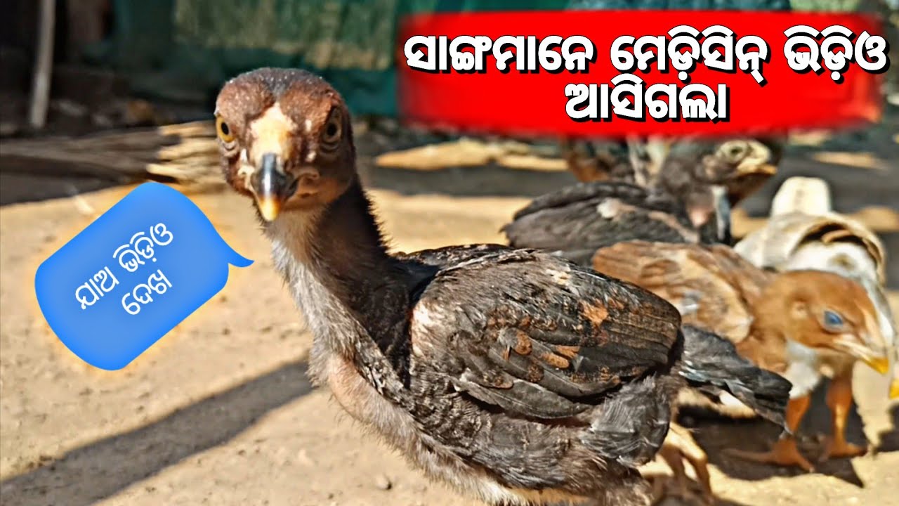  ସାଙ୍ଗମାନେ ଆଉ chicks ମରିବେନି ଏଇଭିଡ଼ିଓ ଥରେ ଦେଖିନିଅନ୍ତୁ 👍😇