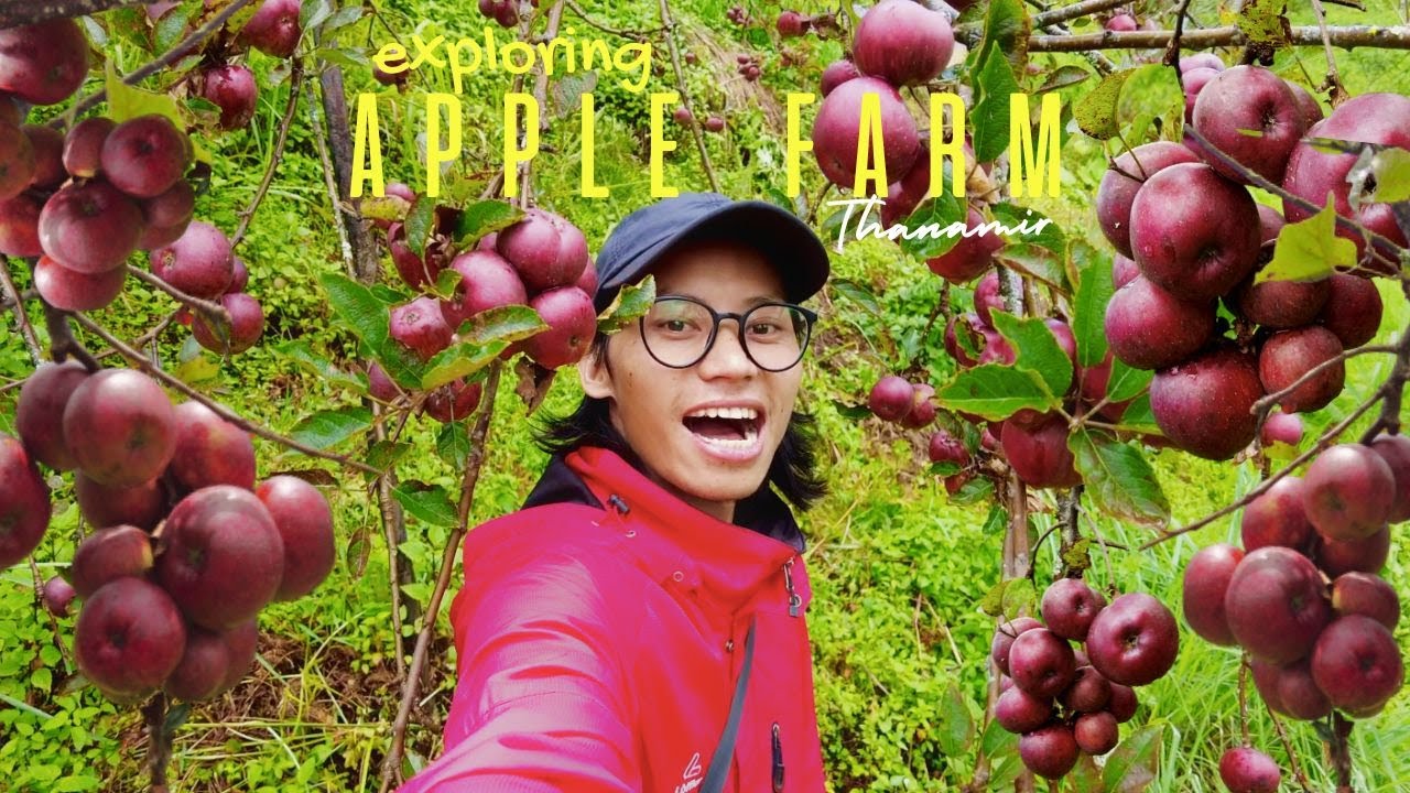 Исследуя яблочную ферму || Деревня Танамир, Нагаленд